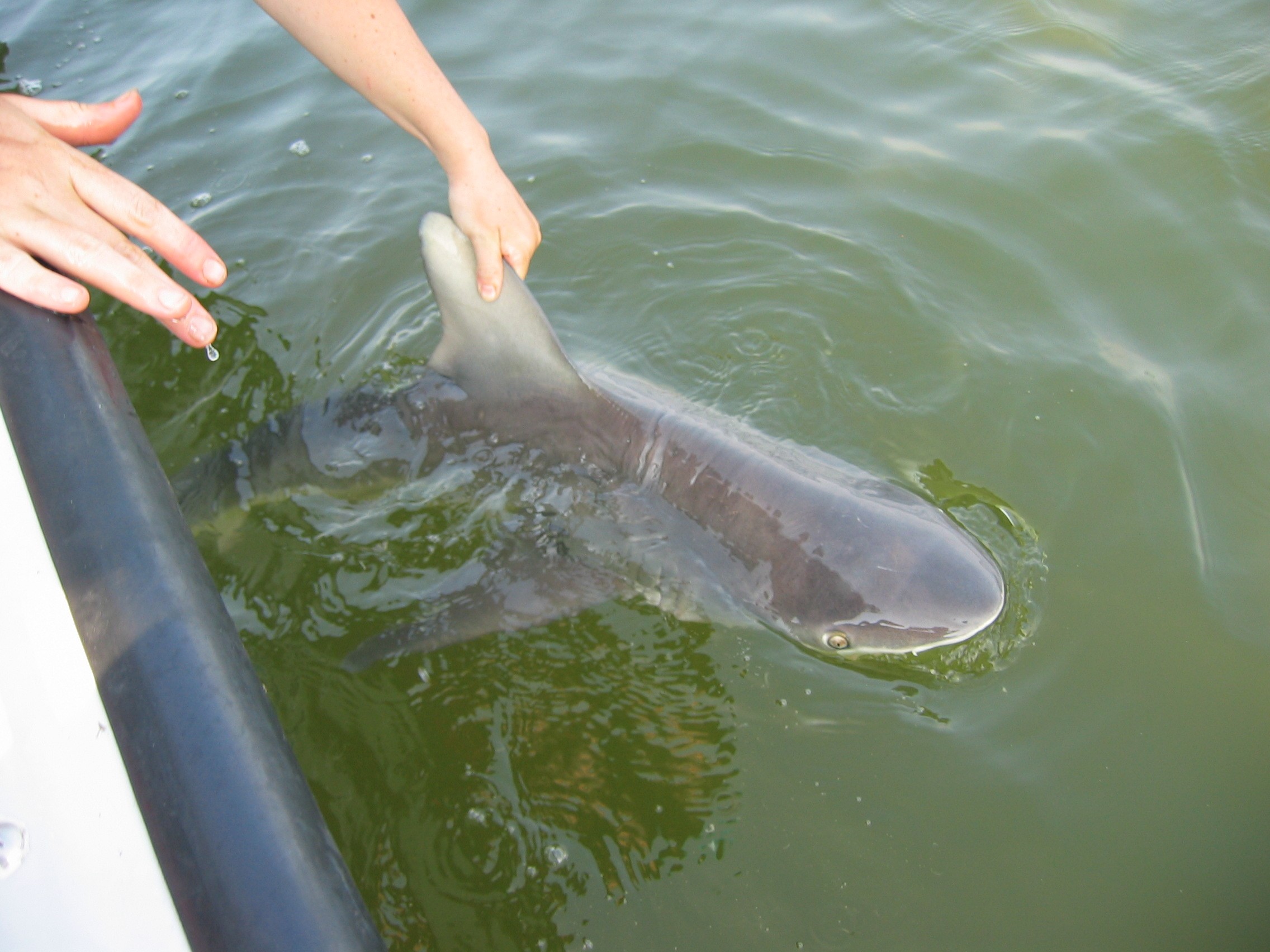 Are There Sharks In The Chesapeake Bay? - Chesapeake Bay Program